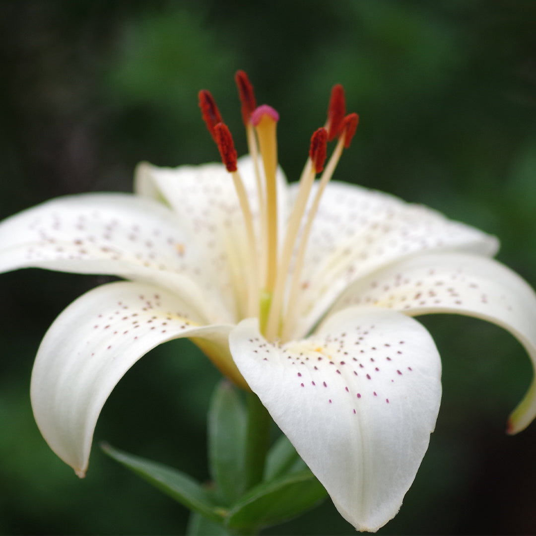 Chogan – Luxury Unisex-Parfum mit 30% Essenz - 146 - Scarlet Flame